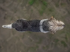Grand Griffon Vendéen — top