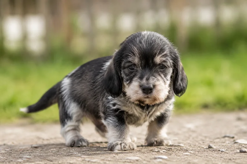 Grand Griffon Vendéen — young puppy (~1 mo)