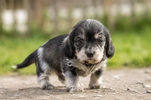 Grand Griffon Vendéen — young puppy (~1 mo)
