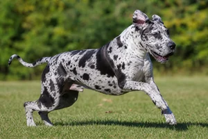 Great Dane — running