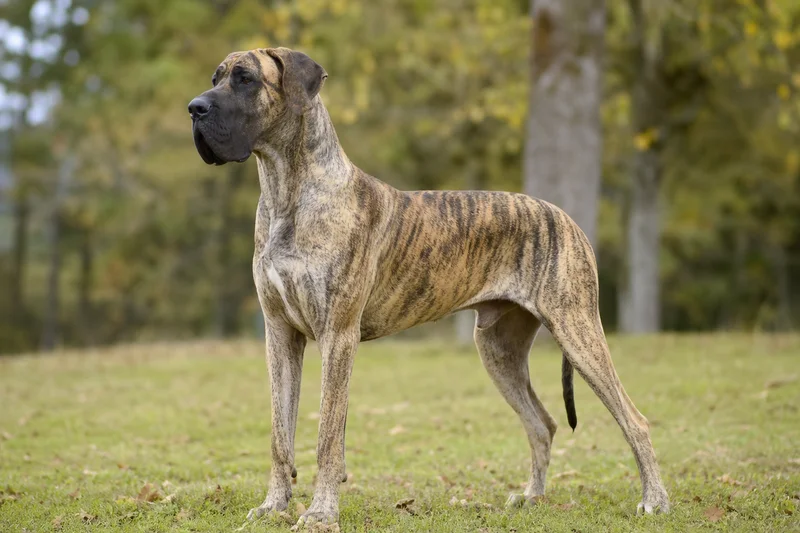 Great Dane — adult