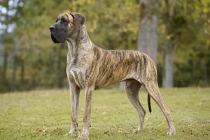 Great Dane — adult