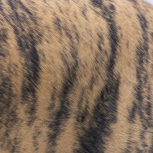 Great Dane — coat texture