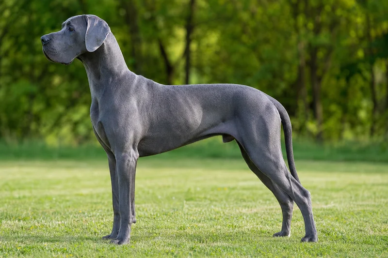 Great Dane — blue coat