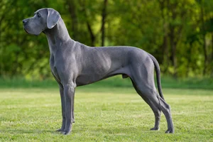 Great Dane — blue coat