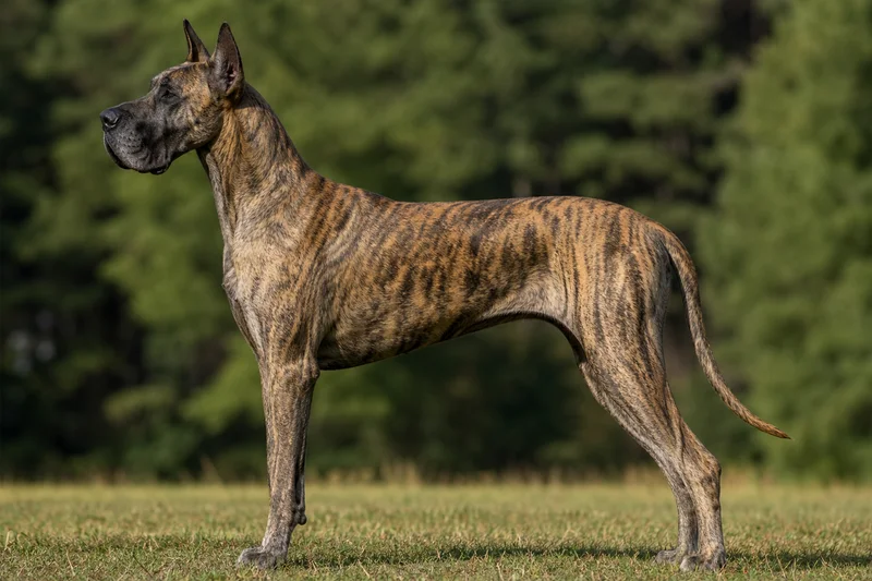 Great Dane — brindle coat