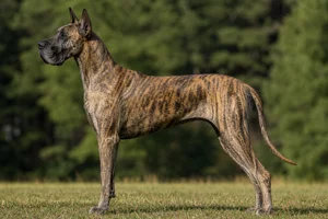 Great Dane — brindle coat