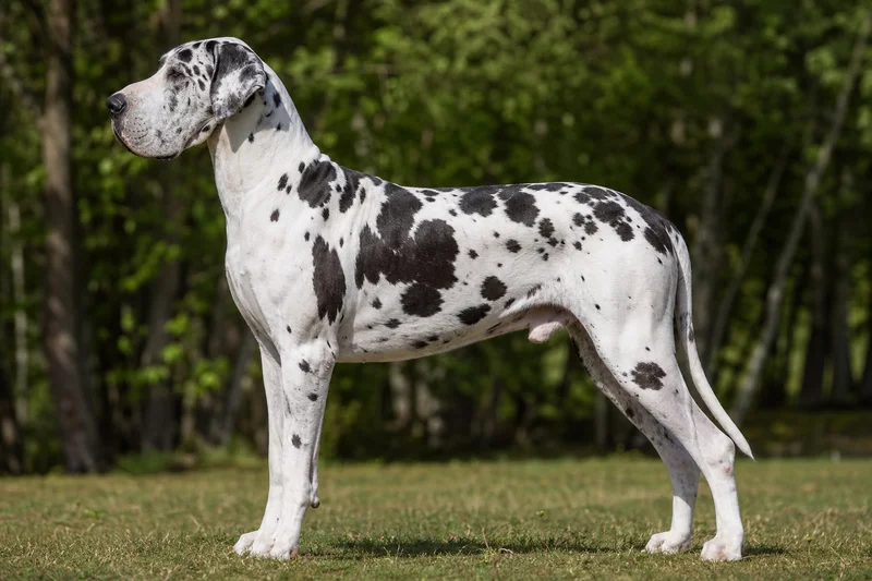 Great Dane — harlequin coat