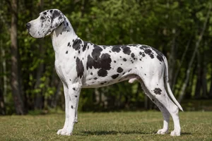 Great Dane — harlequin coat
