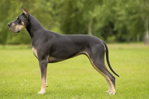 Great Dane — mantle coat