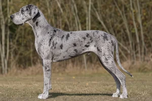 Great Dane — merle coat