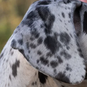 Great Dane — ears