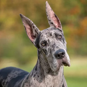 Great Dane — alert