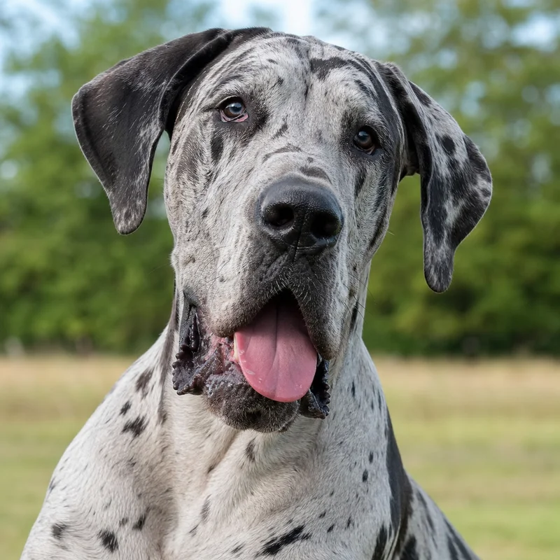Great Dane — happy