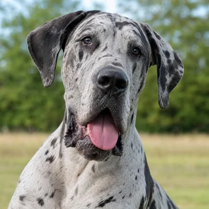 Great Dane — happy
