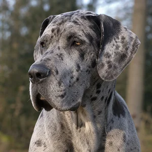 Great Dane — relaxed
