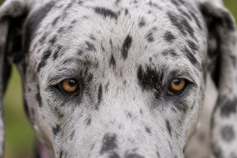Great Dane — eyes