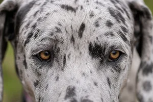 Great Dane — eyes