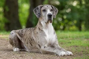 Great Dane — lying down
