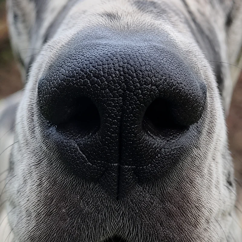 Great Dane — nose