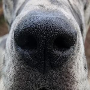 Great Dane — nose