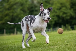 Great Dane — playing