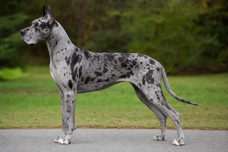 Great Dane — side