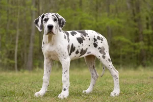 Great Dane — puppy (~4 mo)