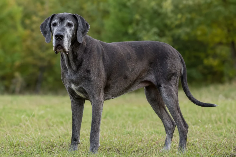 Great Dane — senior