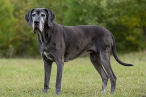 Great Dane — senior
