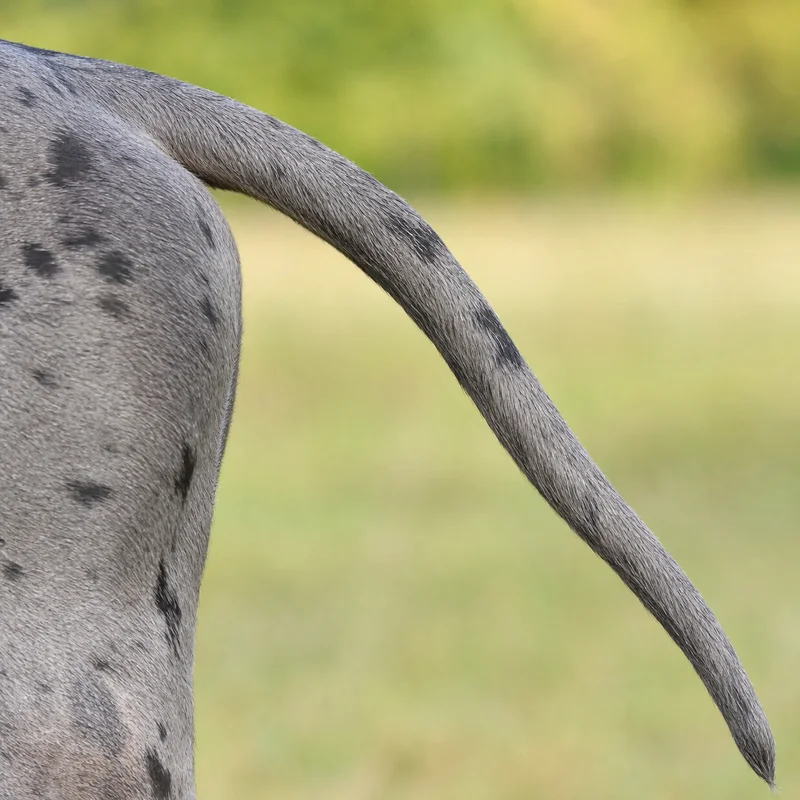 Great Dane — tail