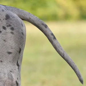 Great Dane — tail