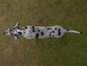 Great Dane — top