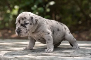 Great Dane — young puppy (~1 mo)