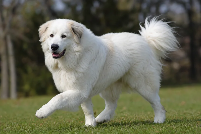 Great Pyrenees — running