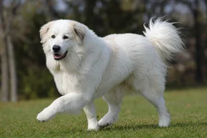 Great Pyrenees — running