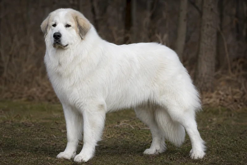 Great Pyrenees — adult