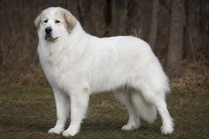 Great Pyrenees — adult