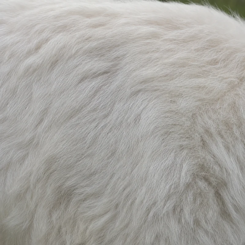 Great Pyrenees — coat texture