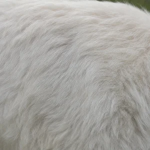 Great Pyrenees — coat texture
