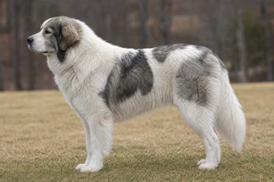 Great Pyrenees — White with Badger markings coat