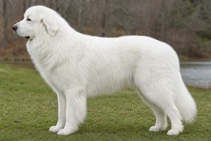 Great Pyrenees — White coat