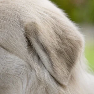 Great Pyrenees — ears