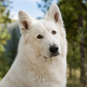 Great Pyrenees — alert