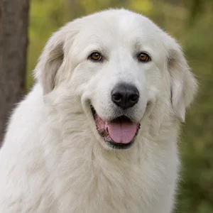 Great Pyrenees — happy