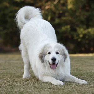 Great Pyrenees — playful