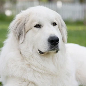 Great Pyrenees — relaxed