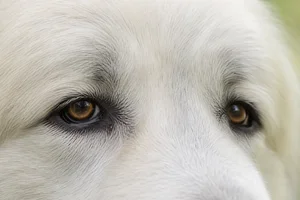 Great Pyrenees — eyes