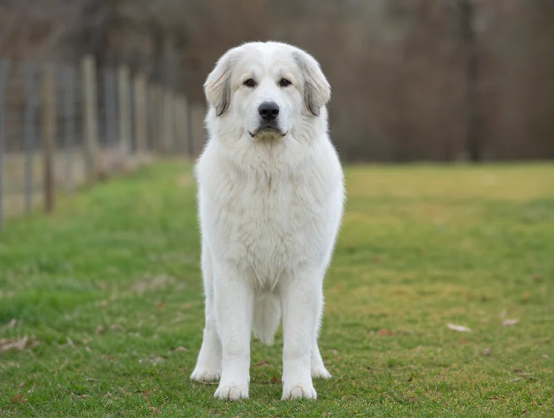 Great Pyrenees — front