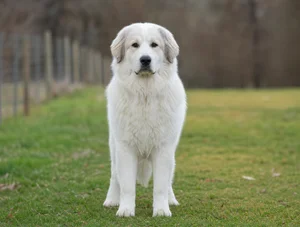 Great Pyrenees — front